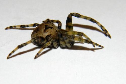 Araneus circe