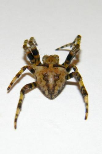 Araneus circe