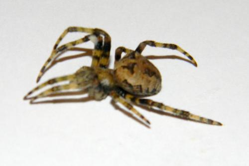 Araneus circe