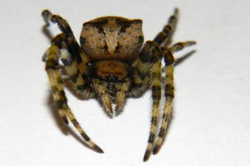 Réf. 69 317 : Araneus circe