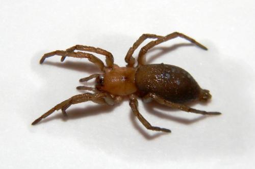 Réf. 69 319 : Drassodes sp.