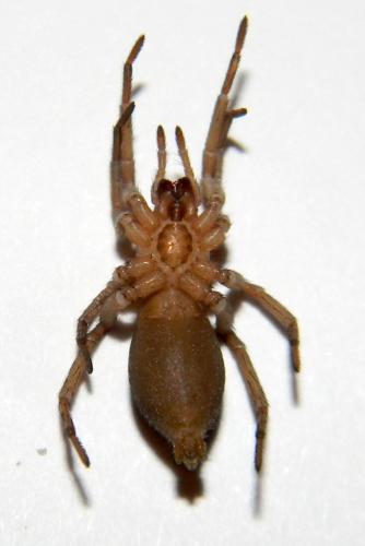 Drassodes sp.