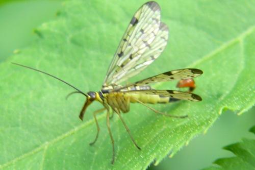 Panorpa germanica