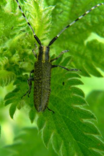 Agapanthia villosoviridescens