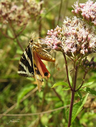 Euplagia quadripunctaria