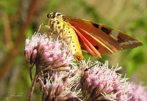 Euplagia quadripunctaria