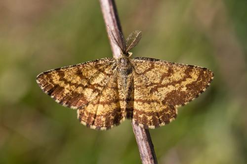 Réf. 69 545 : Ematurga atomaria