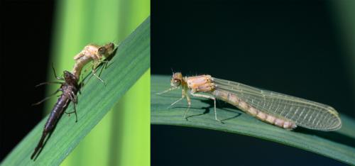 Coenagrion puella