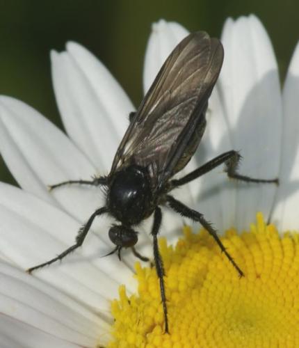 Réf. 69 358 : Empis sp.