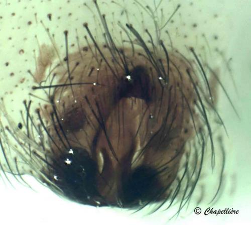 Alopecosa pulverulenta