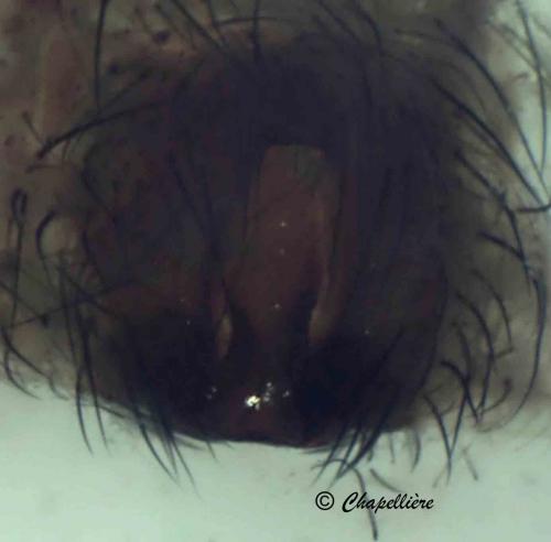 Alopecosa pulverulenta