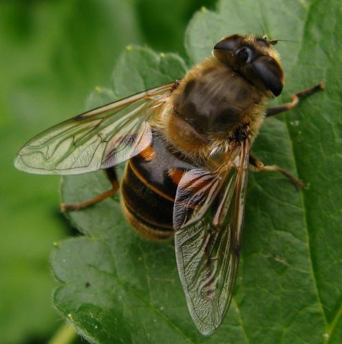 Eristalis tenax