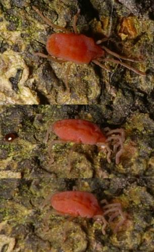 Fessonia papillosa