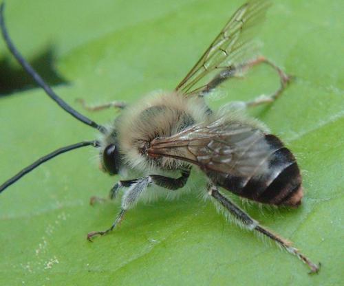 Eucera nigrescens