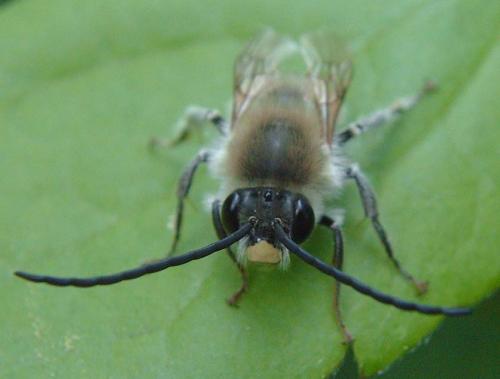 Eucera nigrescens