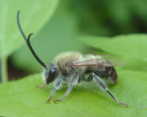 Eucera nigrescens