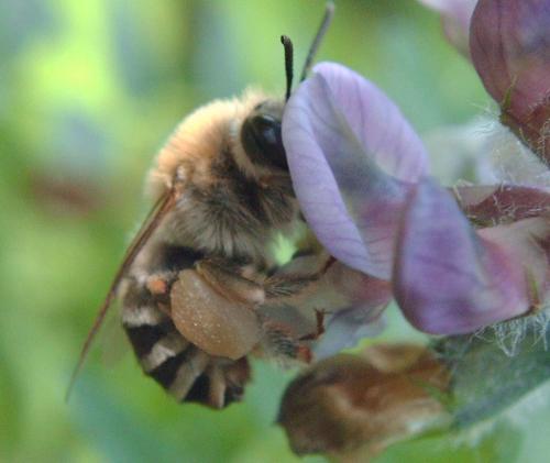 Eucera nigrescens