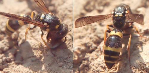Réf. 69 893 : Symmorphus sp.