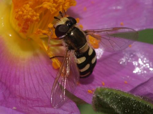 Eupeodes corollae
