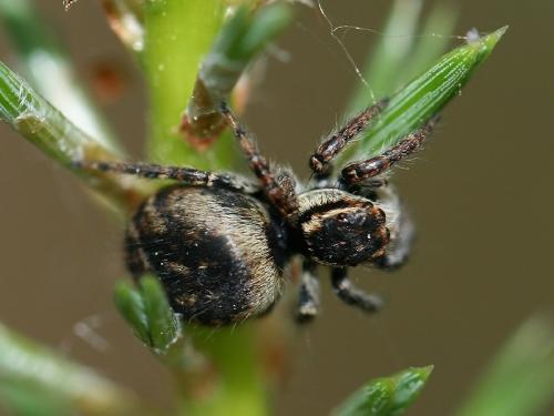 Carrhotus xanthogramma