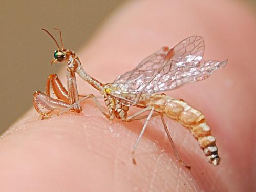 Réf. 69 815 : Mantispa styriaca