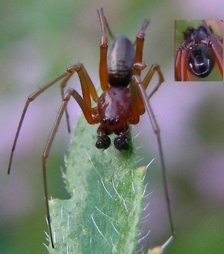 Réf. 69 138 : Frontinellina frutetorum