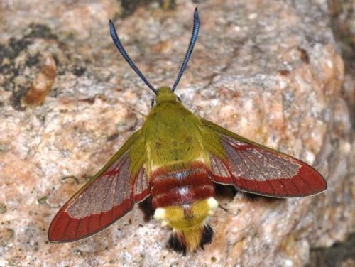 Hemaris fuciformis