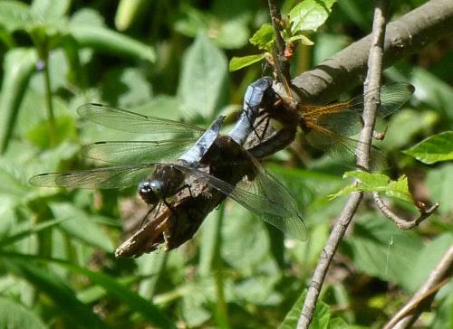 Libellula fulva