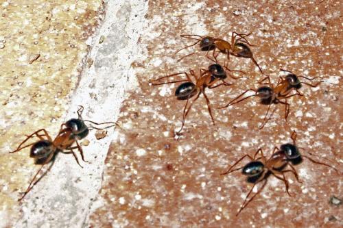 Réf. 69 147 : Camponotus sp.