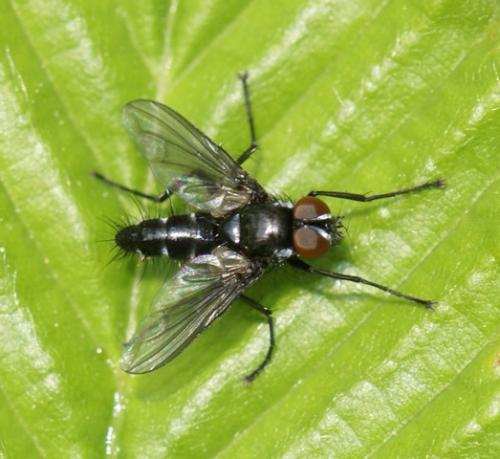 Gastrolepta anthracina
