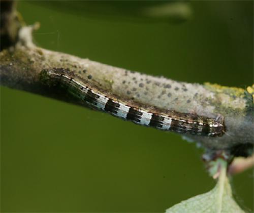 Réf. 69 394 : Theria primaria