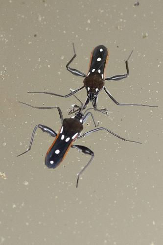Velia rivulorum