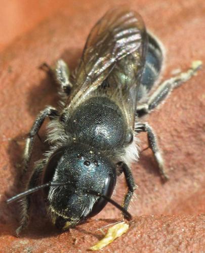 Osmia sp.