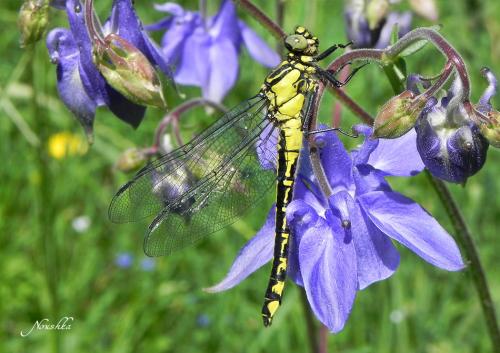 Gomphus vulgatissimus