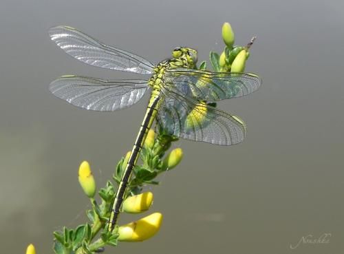 Gomphus pulchellus