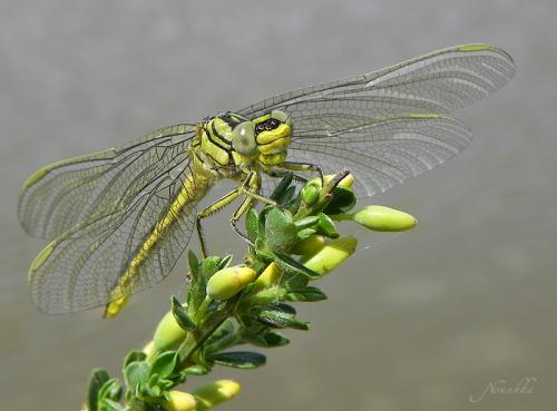 Réf. 69 270 : Gomphus pulchellus
