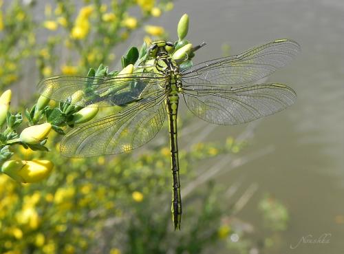 Gomphus pulchellus