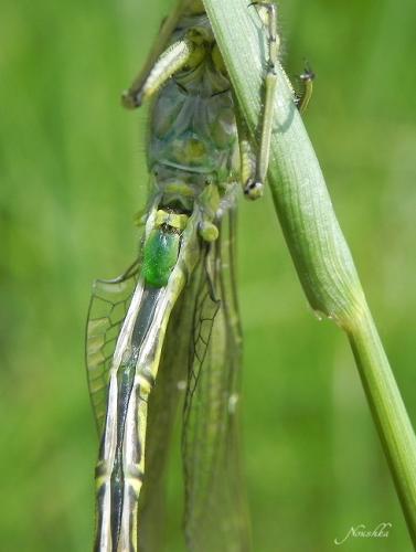 Gomphus pulchellus