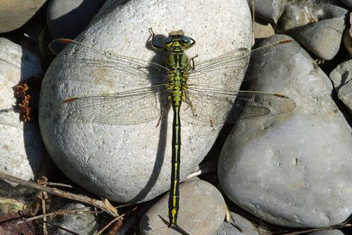 Gomphus pulchellus