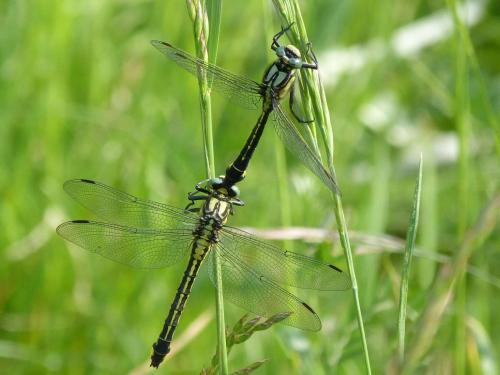 Réf. 69 755 : Gomphus vulgatissimus