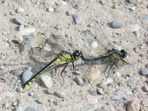 Gomphus vulgatissimus