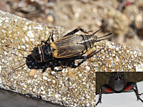 Réf. 69 540 : Gryllus campestris