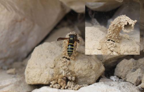 Réf. 69 642 : Odynerus sp.