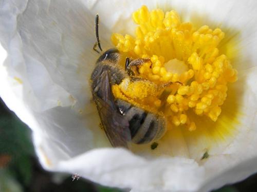 Réf. 69 172 : Lasioglossum prasinum