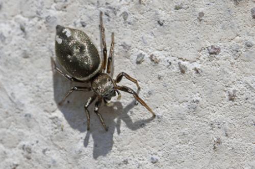 Réf. 69 872 : Heliophanus aeneus