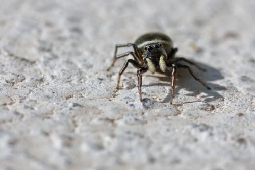 Réf. 69 908 : Heliophanus aeneus