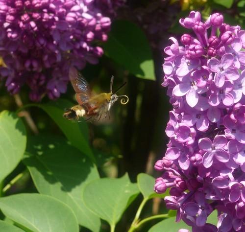 Réf. 69 766 : Hemaris fuciformis