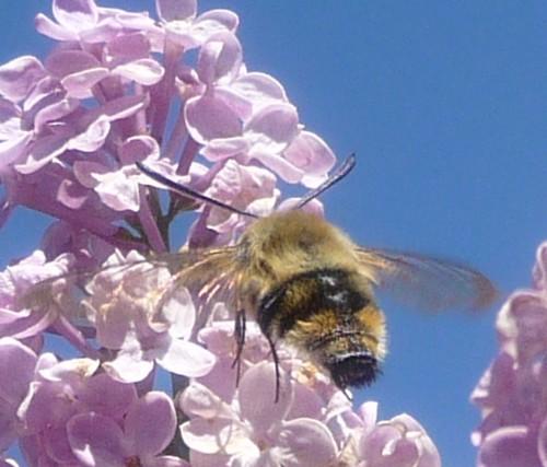 Hemaris tityus