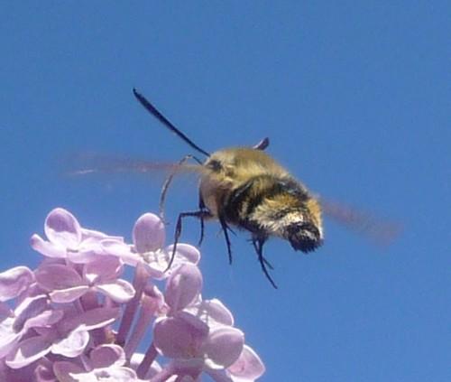 Hemaris tityus