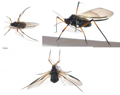 Réf. 69 906 : Cinara sp.